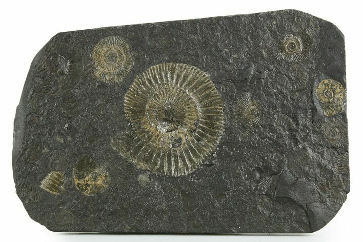 Fossil Ammonite Cluster - Posidonia Shale, Germany #353525